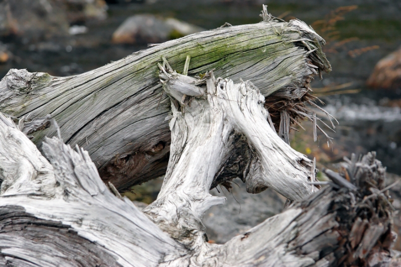 Driftwood Scotland 4.jpg